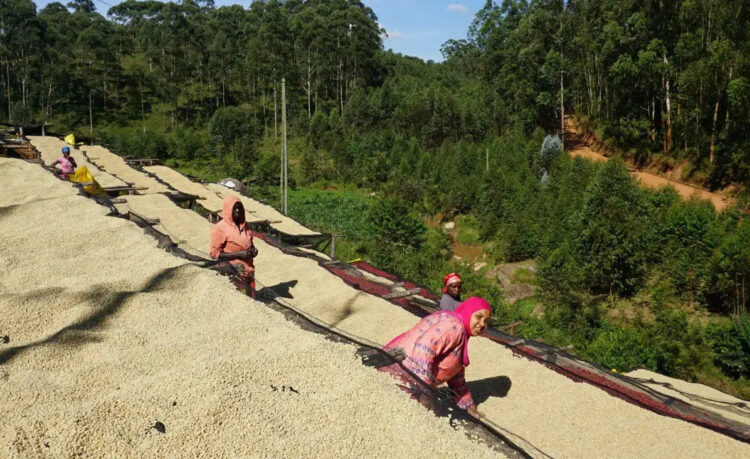 What are Absolutely-Washed Beans ?