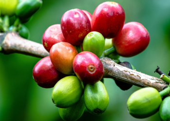 Espresso Bean Fundamentals – Recent Roasted Espresso