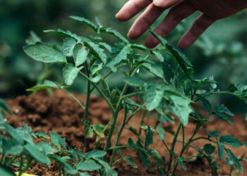 Save The Grounds! Learn how to Use Espresso Grounds within the Backyard – Recent Roasted Espresso