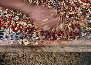 An Professional’s Information – Recent Roasted Espresso