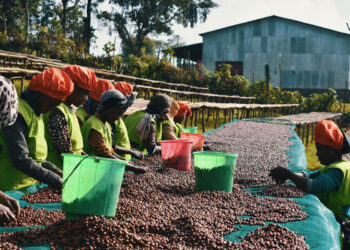 Restricted Oxygen Processing – DOMA Espresso Roasting Firm