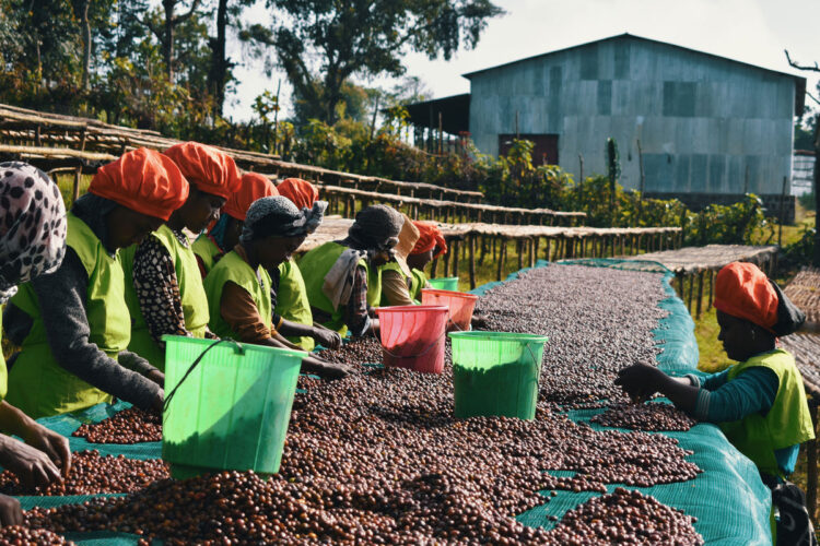 Restricted Oxygen Processing – DOMA Espresso Roasting Firm