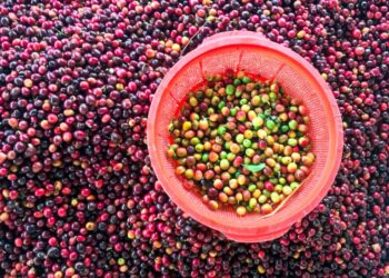 The Value of High quality – Christopher Feran