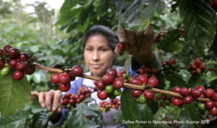 Struggles and Triumphs of Espresso in Nicaragua