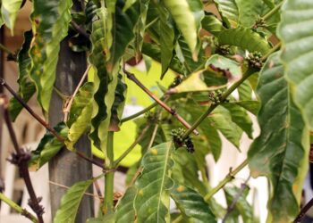 Uganda Specialty Espresso | Single Origin In Focus