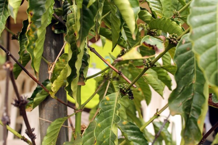 Uganda Specialty Espresso | Single Origin In Focus