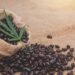 How Terpenes Outline Espresso and Hashish Experiences