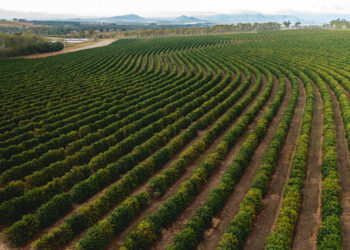 Single Origin Highlight – Dwelling-grown Australian Espresso – Thieves Espresso