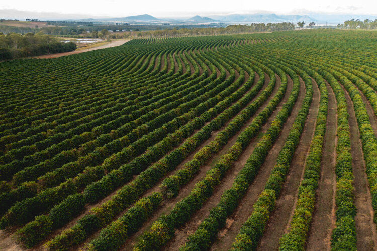 Single Origin Highlight – Dwelling-grown Australian Espresso – Thieves Espresso