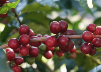 Espresso Processing | Volcanic Fermentation