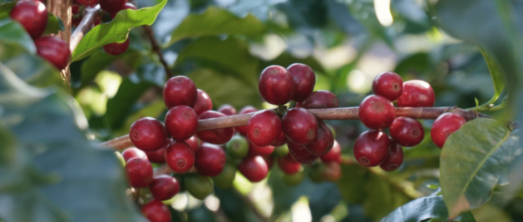 Espresso Processing | Volcanic Fermentation