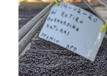 Bernardina-Kaffeevarietät