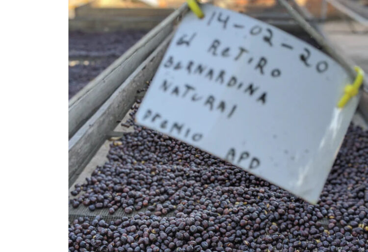 Bernardina-Kaffeevarietät