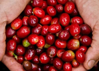 Tea or Espresso? Select each with the Cascara Cherries!