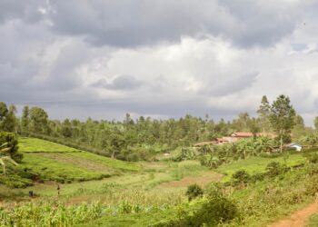 Kenya Journals (Half 1) | 5 Elephant.