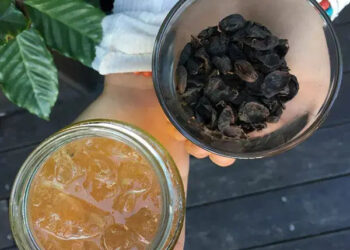 Cascara Espresso Cherries & Kombucha