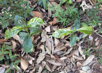 Brazil Manufacturing Replace 2016/2017 | 5 Elephant.