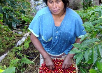 What Is Single Origin Espresso and Why Is It Higher?