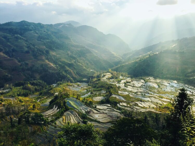 Unveiling Yu’s Specialty Espresso – Thieves Espresso