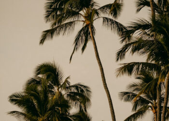 The Kona in Ameri-Kona | Honolulu Espresso Visitor Weblog – Kaldi’s Espresso