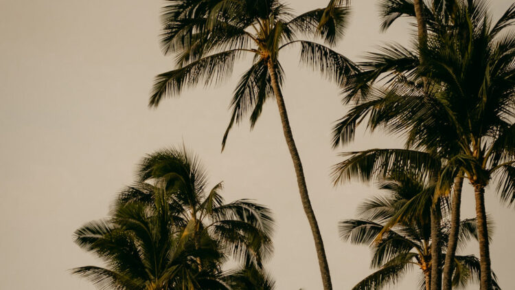 The Kona in Ameri-Kona | Honolulu Espresso Visitor Weblog – Kaldi’s Espresso