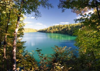 An AeroPress within the Gatineau Hills