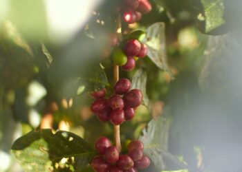 From the plant to the cup: the journey of Demeter espresso