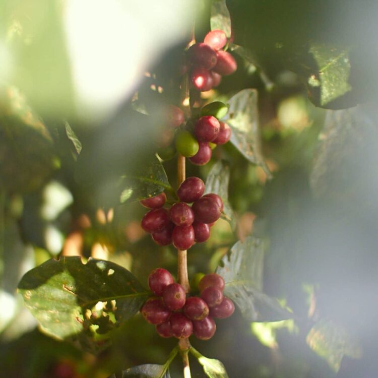 From the plant to the cup: the journey of Demeter espresso