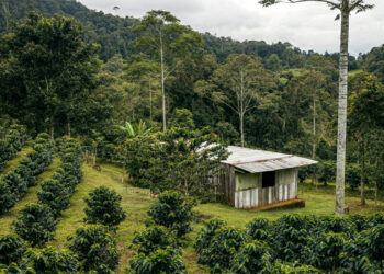 Espresso in Disaster: Local weather Change’s Influence