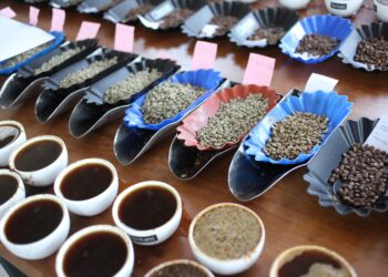 White Horse Espresso – “The 2024 Golden Bean Australasia Champions!” – Thieves Espresso