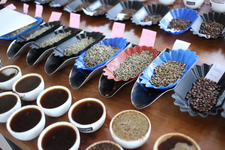 White Horse Espresso – “The 2024 Golden Bean Australasia Champions!” – Thieves Espresso