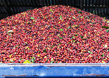 Hacienda La Minita – Half Two: On the Slopes of Tarrazú – Kaldi’s Espresso