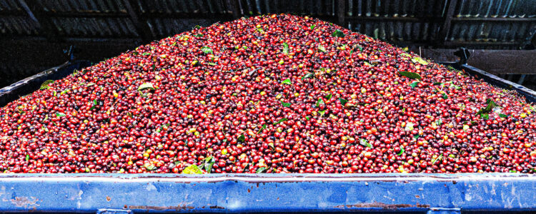 Hacienda La Minita – Half Two: On the Slopes of Tarrazú – Kaldi’s Espresso