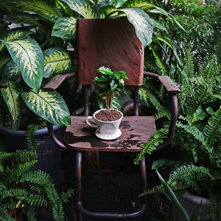 What a espresso model can do to fight local weather change.